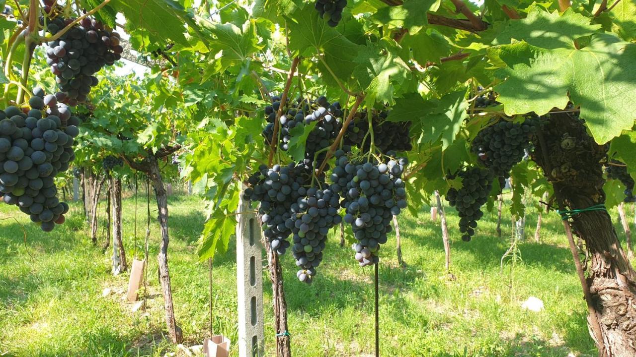 Suite La Torretta - Ca' Del Volo Grezzana Kültér fotó
